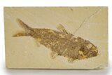 Detailed Fossil Fish (Knightia) - Wyoming #318607-1